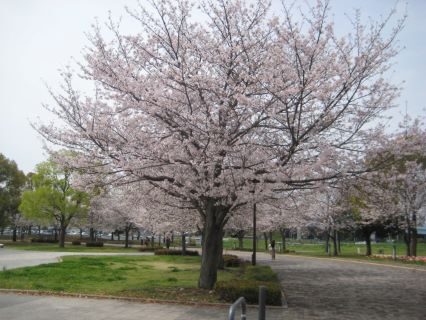 お台場の満開の桜