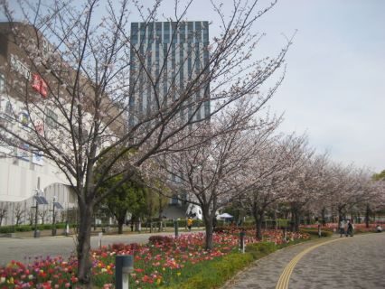 お台場海浜公園の満開の桜